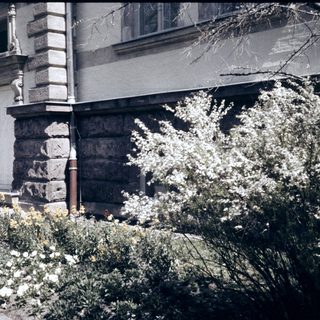 Historic building corner with ornate stonework and blooming shrubs.