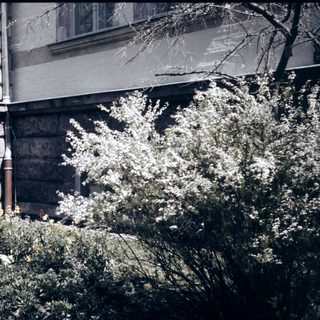 Historic building corner with ornate stonework and blooming shrubs.