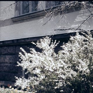 Historic building corner with ornate stonework and blooming shrubs.