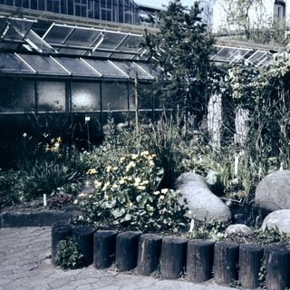 Vintage greenhouse garden with lush plants and rocks.