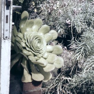 Dried plants and succulents in natural setting.