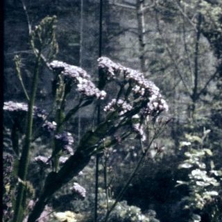Overgrown, tangled vegetation near stone wall.
