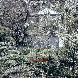 Lush garden with blooming flowers and a distant house.