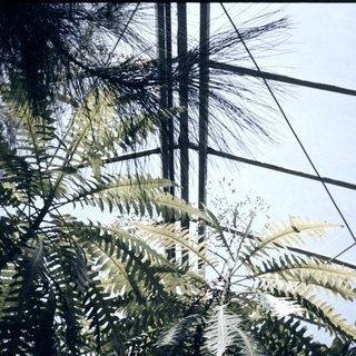Tropical ferns growing through metal bars.