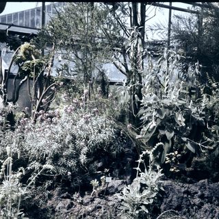 Overgrown plants in a greenhouse setting.