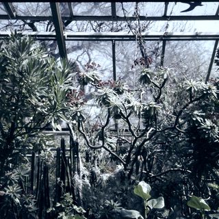 Winter greenhouse with frost-covered plants.
