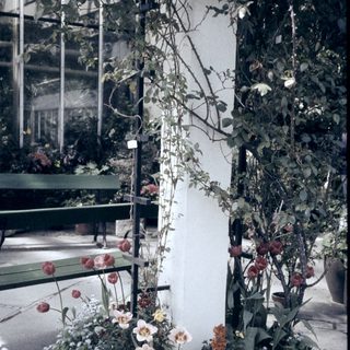 Elegant greenhouse with lush plants and blooming flowers.