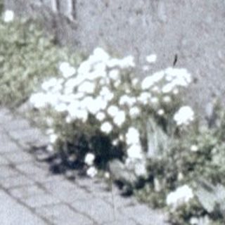 Bright yellow flowers growing near concrete wall.