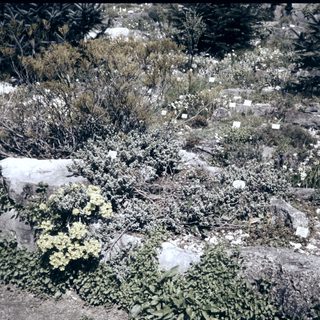 Dry, rocky landscape with wildflowers and shrubs.