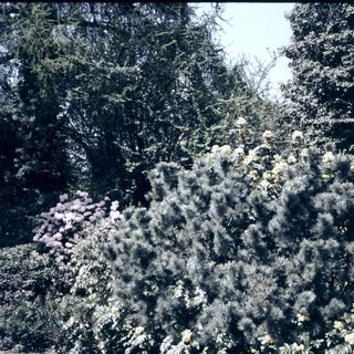 Trees with blooming shrubs in forested area.