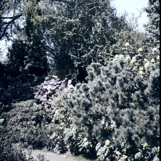 Tall evergreen trees with frosted pine needles.
