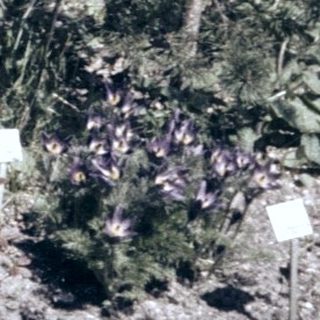 Botanical garden with labeled plant collection.