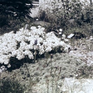 Rustic garden with wildflowers, rocks, and small wooden structure.