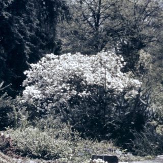 A car abandoned in a rocky, overgrown forest area.