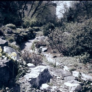 Rustic stone path through overgrown garden.