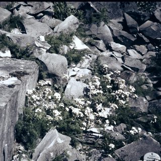 Rough rocky terrain with sparse vegetation.