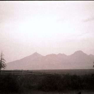 Misty mountains with lone pine tree.