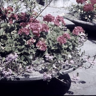 Two people posing beside modern fountain sculpture and blooming flowers.