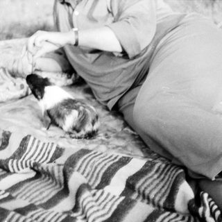 Person petting a small, fluffy cat on striped blanket.