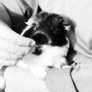 Woman holding small black-and-white puppy outdoors.