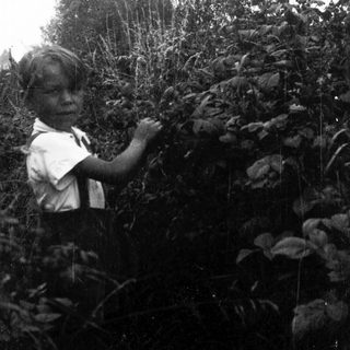 Young boy picking leaves in garden.