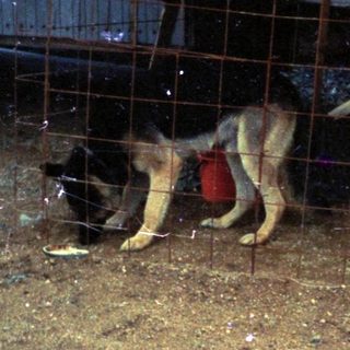 Dog in confined, damaged outdoor enclosure.