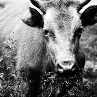 Mature cow grazing on hay outdoors.