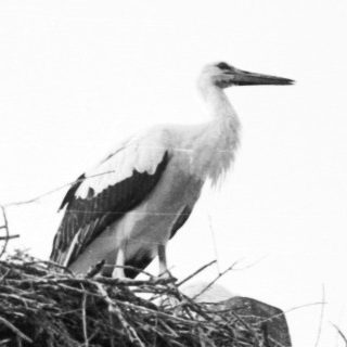 Two storks on a large nest.