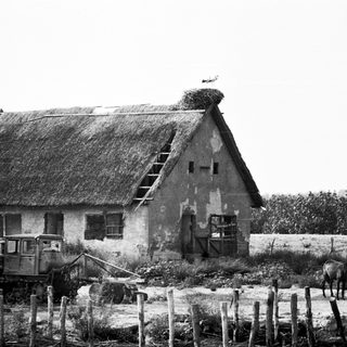 Rural farmhouse with thatched roof, stork nest, horse, and old cart.