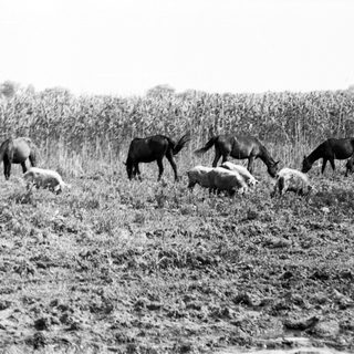Cattle grazing in a dry, grassy field.