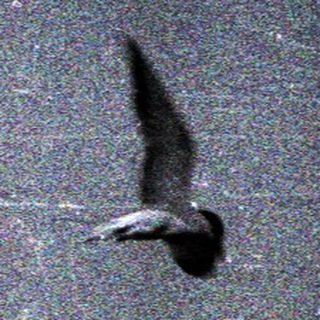 Blurry photo of a bird in flight.