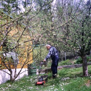 Man trimming trees with a trimmer.