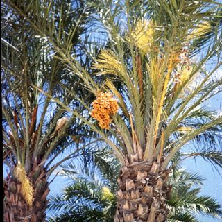 Palm tree with yellow-orange flowering clusters.