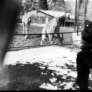 Two giraffes in a zoo enclosure during winter.