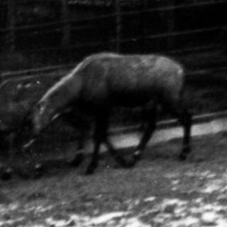 Snowy forest area with horse near fenced enclosure.
