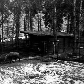 Snowy forest area with horse near fenced enclosure.