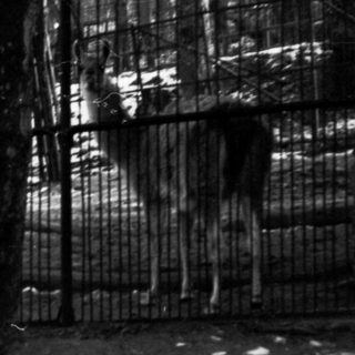 Enclosed zoo area with bare trees, snow-covered ground.