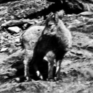 Person and dog navigating rocky forest trail.