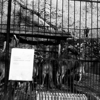 Caged animals in old zoo enclosure.
