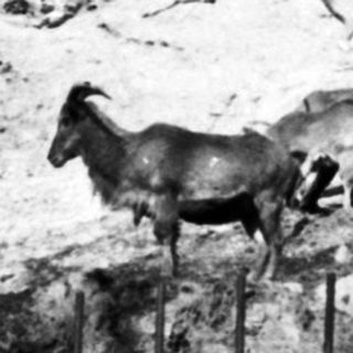 Dead animals in fenced enclosure after landslide.