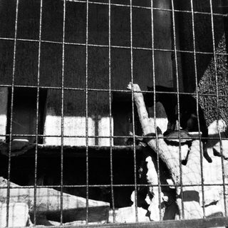 Confined individual reaching through prison bars.