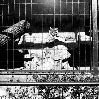Caged tiger in an enclosed habitat.