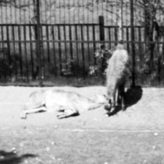 Dog sitting alone in fenced outdoor area.