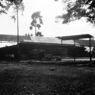 Rural barn with oxen and open shed.