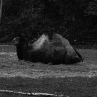 Elephant resting in open, wooded area.
