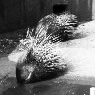 Two porcupines near shallow water.