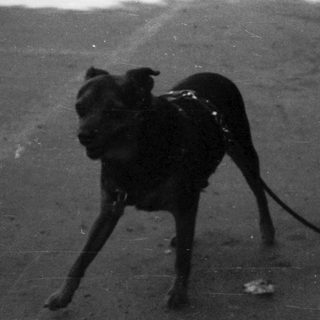 Dog on leash in urban street scene.