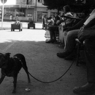 Dog on leash in urban street scene.