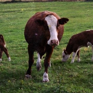 Rural scene with woman walking near cows grazing.