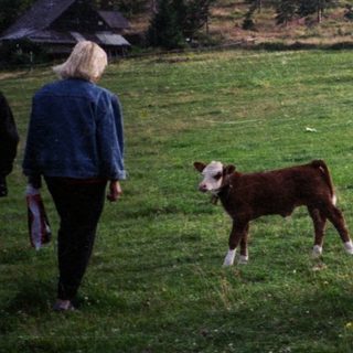 Rural scene with woman walking near cows grazing.